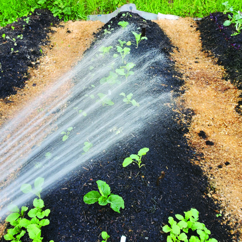 Reasons for Growing Leafy Greens Grit